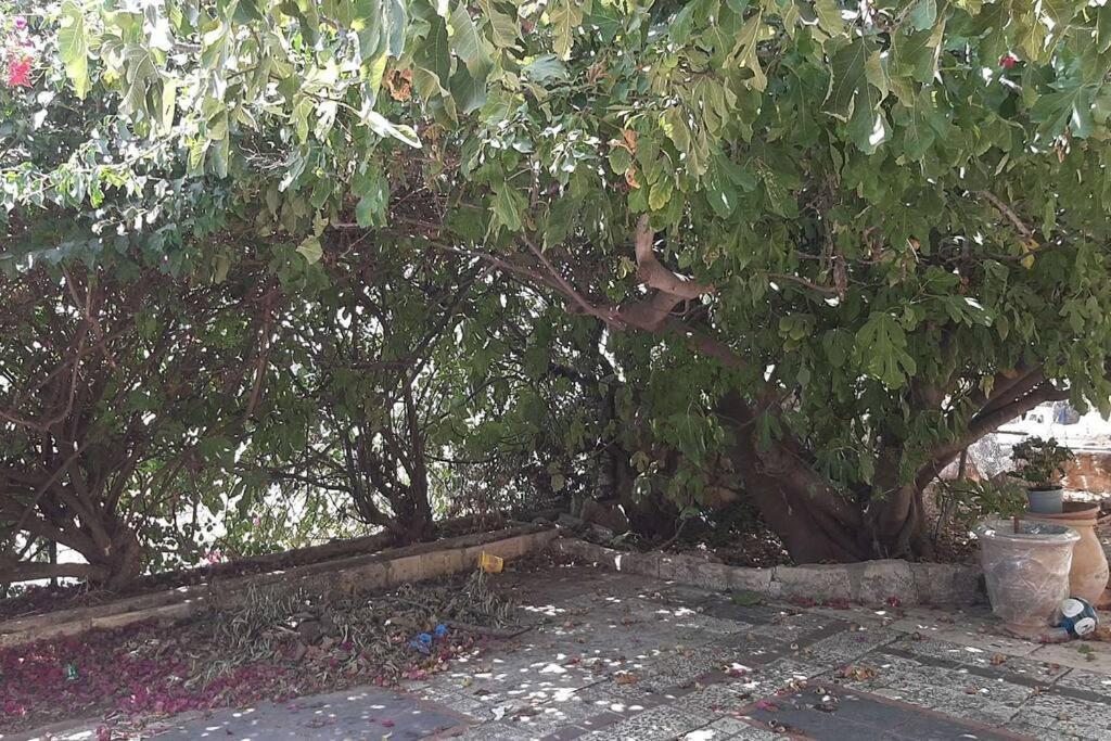 צפת Relaxed Garden Apartment With Galilee Sea View 1 מראה חיצוני תמונה
