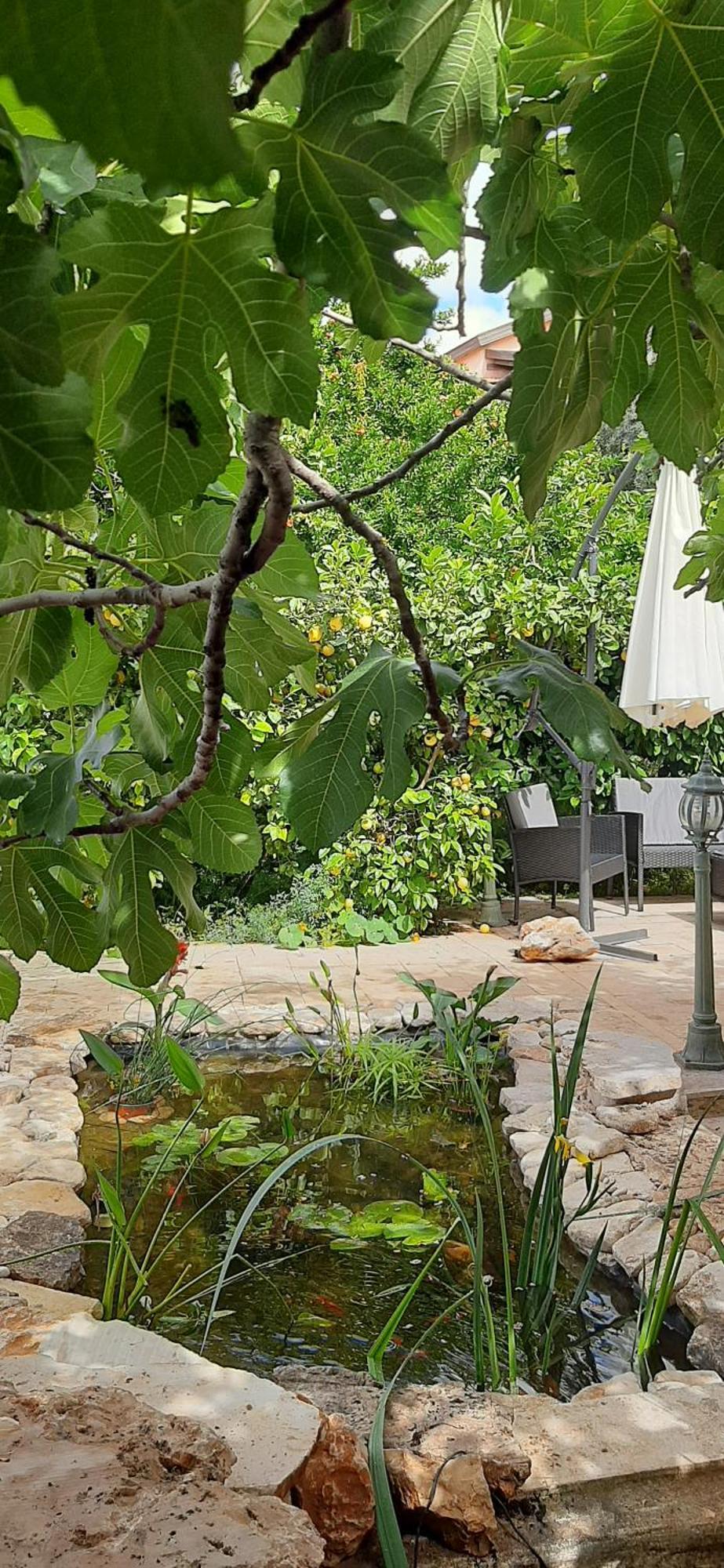 צפת Relaxed Garden Apartment With Galilee Sea View 1 מראה חיצוני תמונה